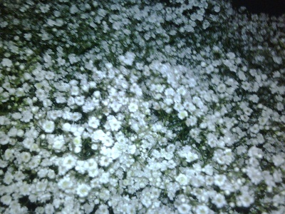 gypsophila million star